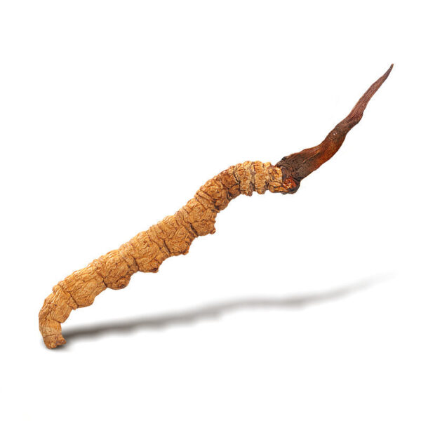 Fudonghai, Cordyceps sinensis, wholesale Cordyceps sinensis selected 4 pieces/gram foot, dried Cordyceps sinensis, Cordyceps sinensis line gift - Image 5