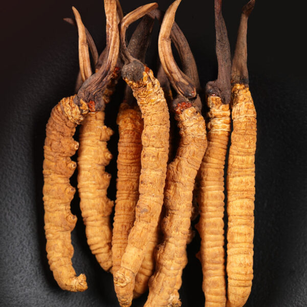 Fudonghai, Cordyceps sinensis, wholesale Cordyceps sinensis selected 4 pieces/gram foot, dried Cordyceps sinensis, Cordyceps sinensis line gift - Image 4