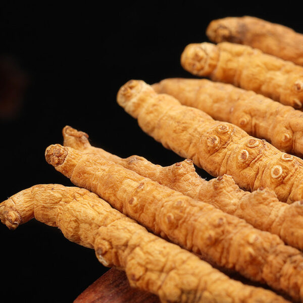 Fudonghai, Cordyceps sinensis, wholesale Cordyceps sinensis selected 4 pieces/gram foot, dried Cordyceps sinensis, Cordyceps sinensis line gift - Image 3