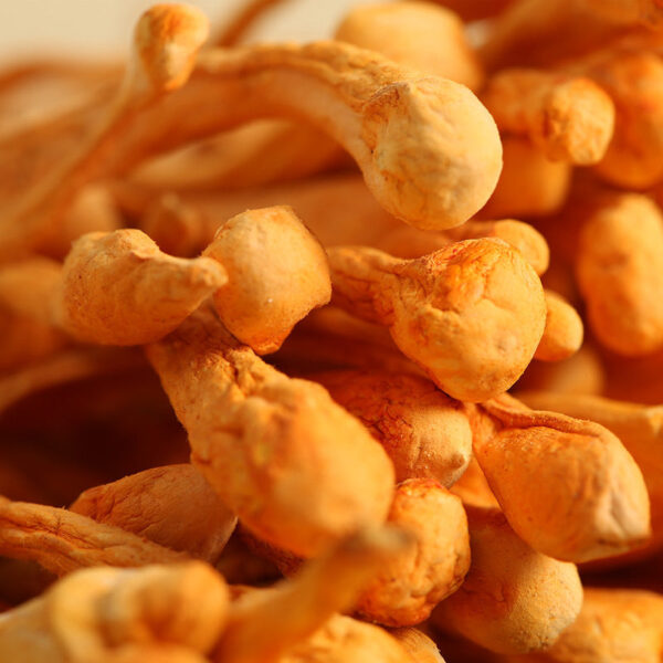 Fudonghai Cordyceps flower 300g/gift box Spore head Golden Cordyceps dried goods, Cordyceps militaris made tea and soup materials are sent on behalf of others - Image 4