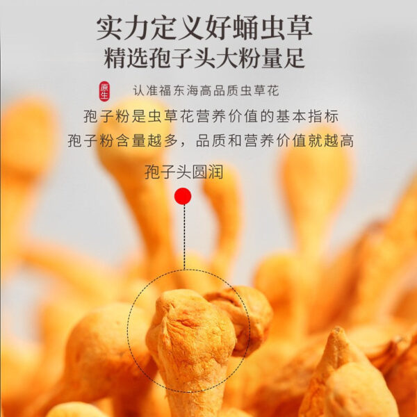 Fudonghai Cordyceps flower 250g Cordyceps cordyceps flower dried goods Cordyceps militaris golden Cordyceps Guangdong soup raw materials wholesale distribution - Image 2