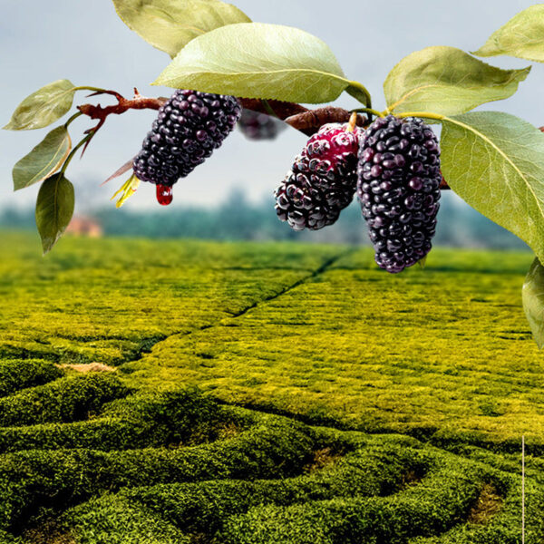 Fudonghai mulberry 250g natural ripe sand-free dried mulberry soaked in water tea rich in anthocyanins dried fruit wholesale - Image 5