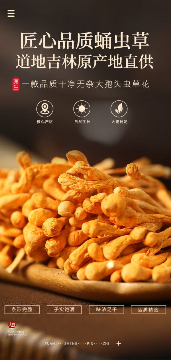 Fudonghai Cordyceps flower 200g North Cordyceps Jilin Golden Cordyceps militaris Cordyceps new goods Shanzhen dry goods soup wholesale - Image 6
