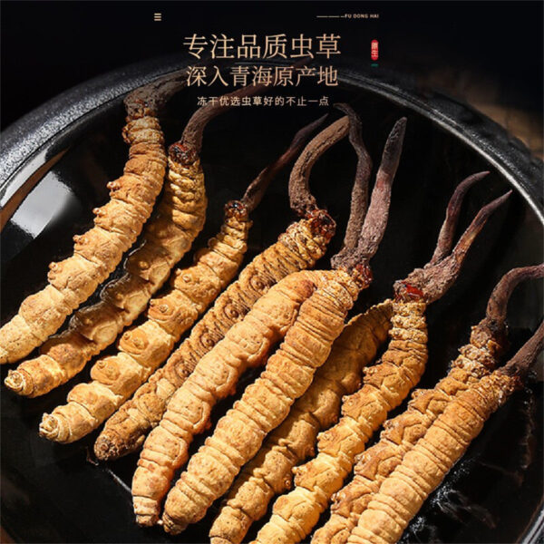 Fudonghai Cordyceps sinensis 4-5 pieces 5g/box Qinghai origin high altitude Cordyceps sinensis wholesale first freeze-dried gift box - Image 3
