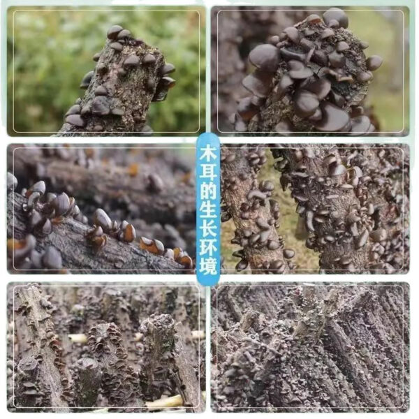 Black fungus natural dry goods autumn fungus new goods meat thickness preferred quality linden growth clean and tender - Image 5