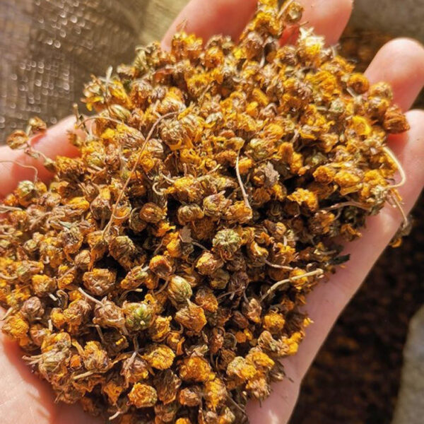 Dried goods Chrysanthemum Dried goods Canned wild chrysanthemum Chrysanthemum Dried chrysanthemum tea Tea soaked in water - Image 3