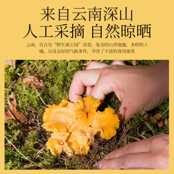 Fudonghai Colorful Mushroom Soup Bag 100g Yunnan Specialty Mushroom Dried Goods Morchella Cordyceps Flower Matsutake Soup Bag - Image 2