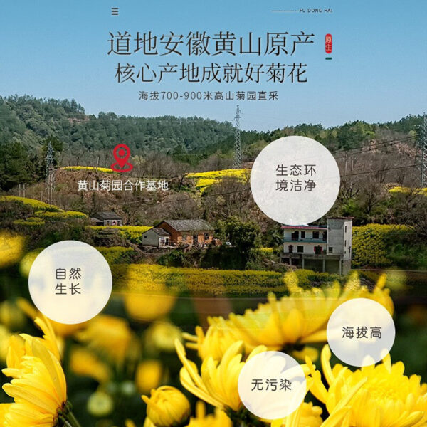 Fudonghai golden silk royal chrysanthemum high-quality big chrysanthemum 35g a cup of big yellow chrysanthemum health flower and grass tea fetal chrysanthemum flower - Image 4