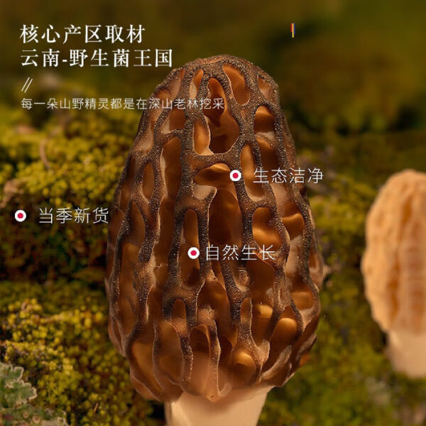 Fudonghai morels 150g Yunnan specialty pointed top morels 9-12cm dry goods mushrooms soup head stubble new goods - Image 4