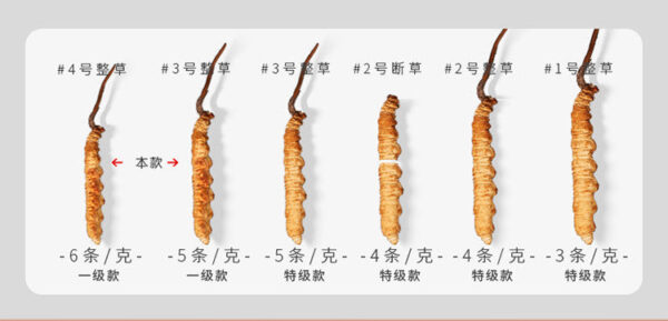 10g whole Cordyceps sinensis (5-6 pieces/g) Qinghai Cordyceps fresh wholesale freeze-dried first gift box - Image 6