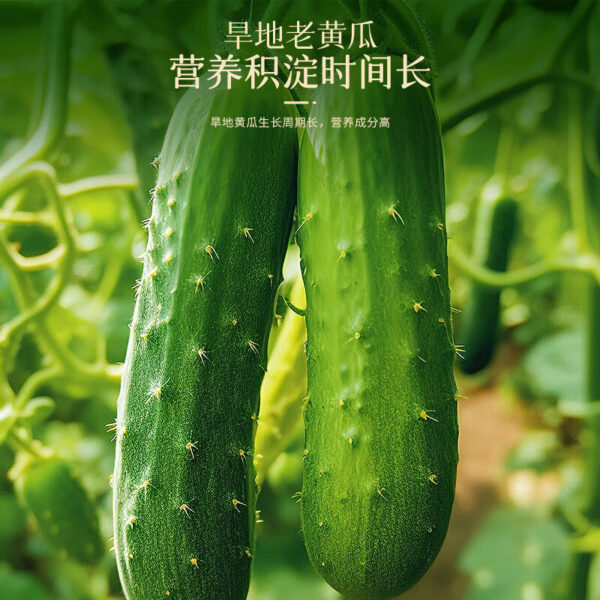 Fudonghai high calcium cucumber seed powder 320g old yellow melon seed powder middle-aged and elderly without added sucrose camp wholesale - Image 3