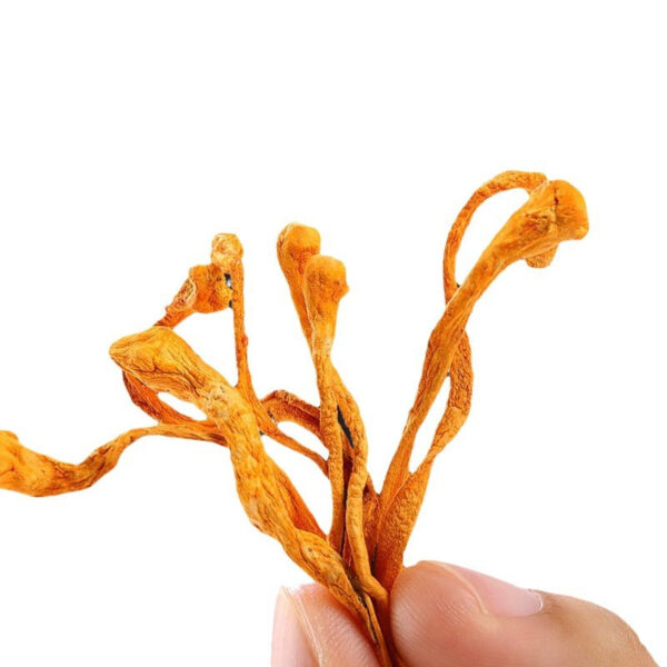 Fudonghai Cordyceps flower 250g Cordyceps cordyceps flower dried goods Cordyceps militaris golden Cordyceps Guangdong soup raw materials wholesale distribution - Image 5