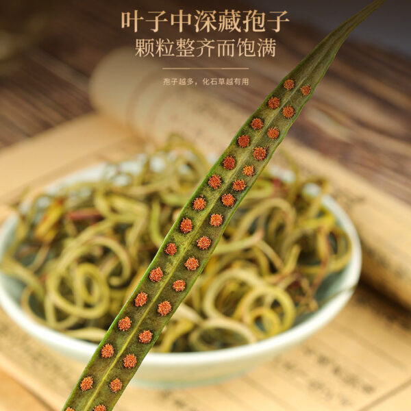 80 grams of Fudonghai fossil grass, kidney essence grass, fresh new products in the season, cat whisker grass, flower and grass tea, wholesale and distribution in water - Image 3