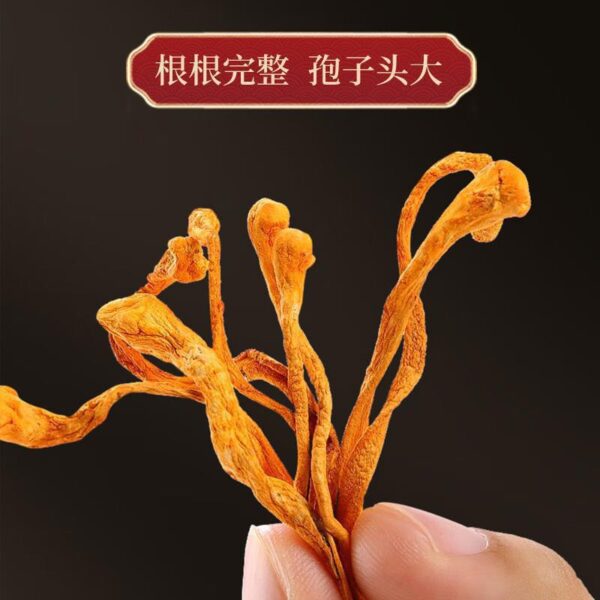Cordyceps cordyceps flowers dried goods dried cordyceps mushrooms Cordyceps militaris hand-selected manual clean and miscellaneous - Image 5