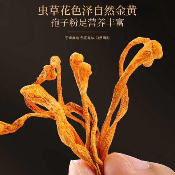 Fudonghai Shanzhen Mushroom Gift Box 310g Boletus Deer Antler Mushroom Agaricus Cordyceps Flower Soup Materials - Image 5