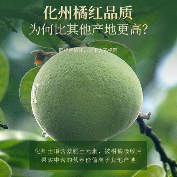 Fudonghai Huazhou Orange Gift Box 250g Golden Hair Orange Red Fetal Peel Aged Peel Slices Wholesale - Image 5