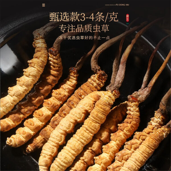 Fudonghai Cordyceps sinensis 10g whole (3-4 pieces/g) Qinghai freeze-dried Cordyceps sinensis wholesale first gift box - Image 2