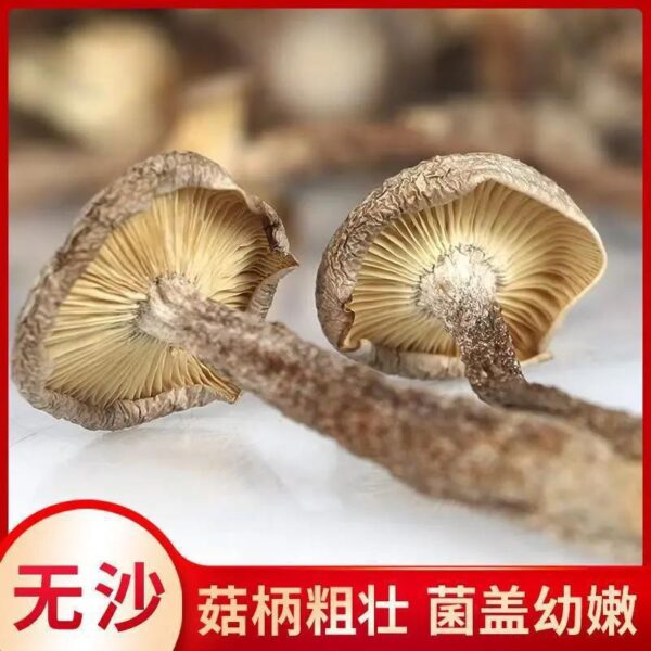 Deer Antler Mushroom Edible Mushroom Dried Goods Nutrition Shiitake Mushroom Soup Ingredients Deer Antler Mushroom Dry Pot Stir-fried Fragrance Fresh and Delicious - Image 4