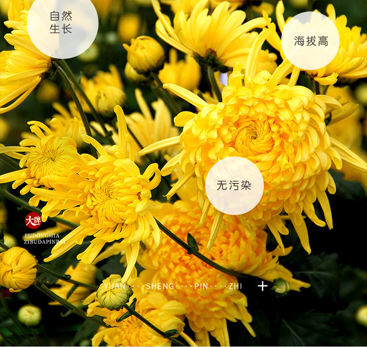 金丝皇菊35克_08.jpg