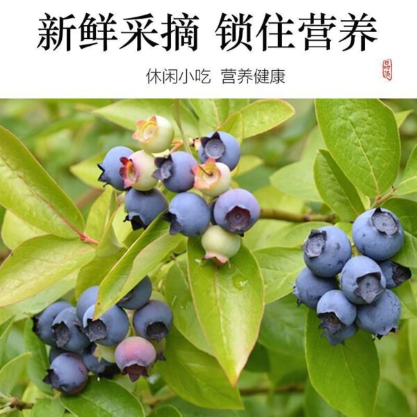 Blueberry Dried Sugar Add Flagship G Store 050 Soaked in Water Wild Northeast Dried Specialty Baked Blueberries Children Pregnant Women - Image 2