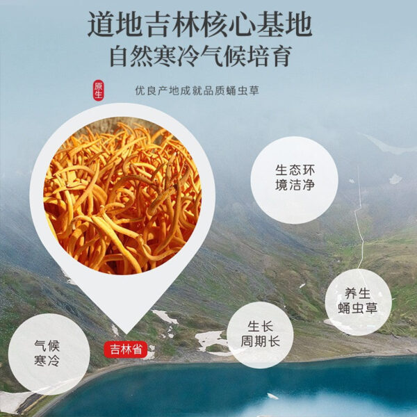 Fudonghai Cordyceps flower 250g Cordyceps cordyceps flower dried goods Cordyceps militaris golden Cordyceps Guangdong soup raw materials wholesale distribution - Image 4