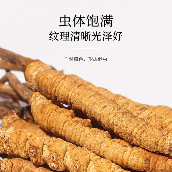 Fudong Sea Cordyceps sinensis 4g wholesale Qinghai origin high-quality Cordyceps sinensis exquisite gift box cordyceps dried gift - Image 4