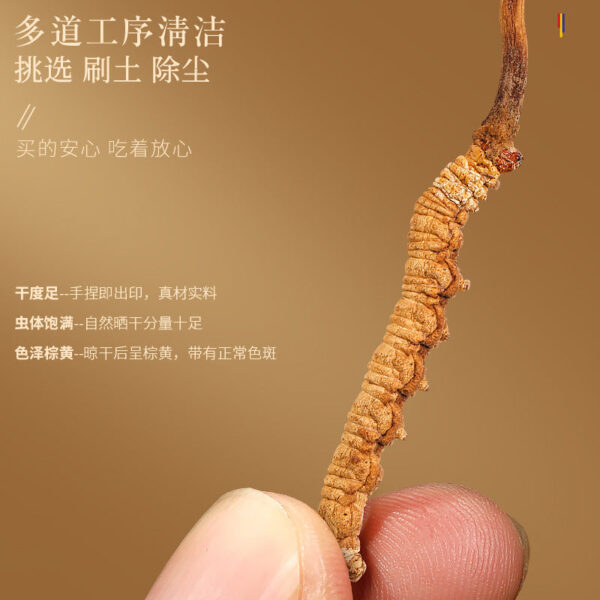 Fudonghai Cordyceps sinensis gift box 4g (14 sticks) Qinghai source Cordyceps dried soup gift delivery wholesale - Image 2