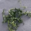 Dandelion tea mother-in-law Ding Pudong leaves soaked in water, drinking fresh dry goods brewed, canned, fragrant, fresh and always ready, good tea - Image 5