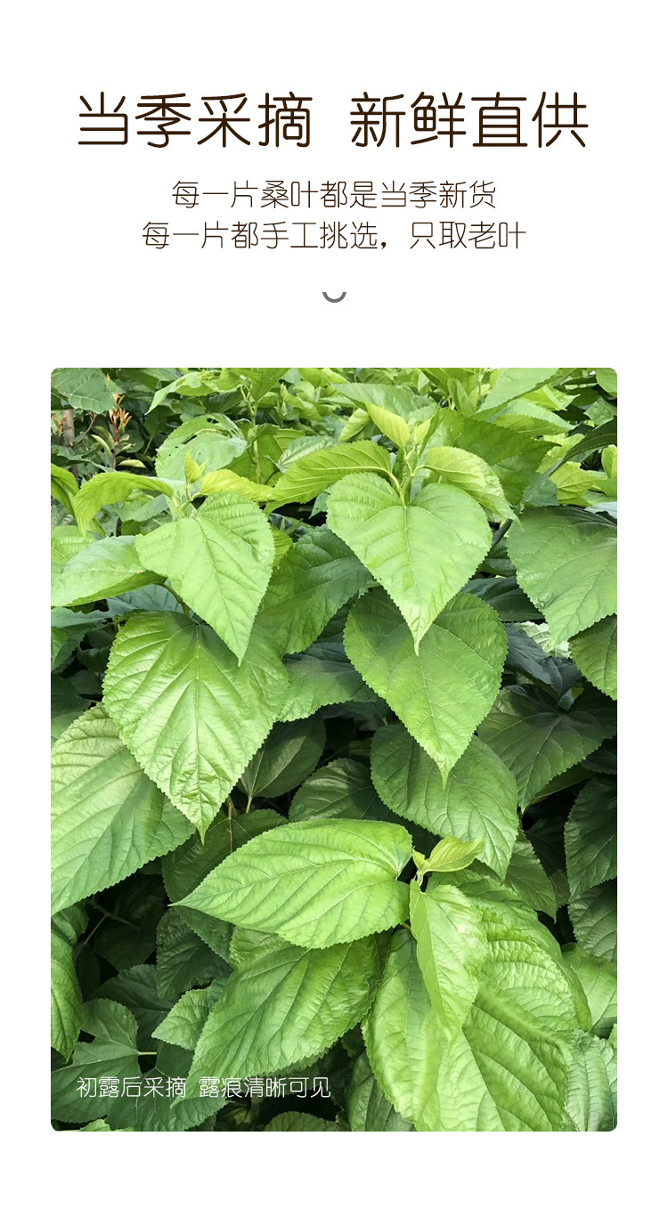 桑叶茶120克详情页_05.jpg