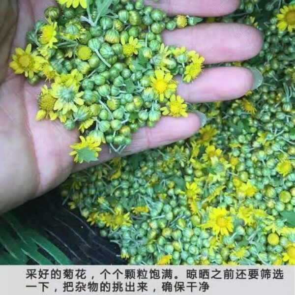 Dried goods Chrysanthemum Dried goods Canned wild chrysanthemum Chrysanthemum Dried chrysanthemum tea Tea soaked in water - Image 4
