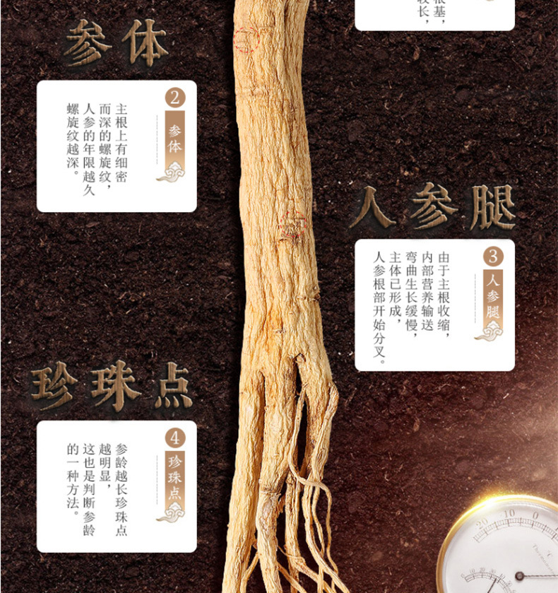 人参_07.jpg