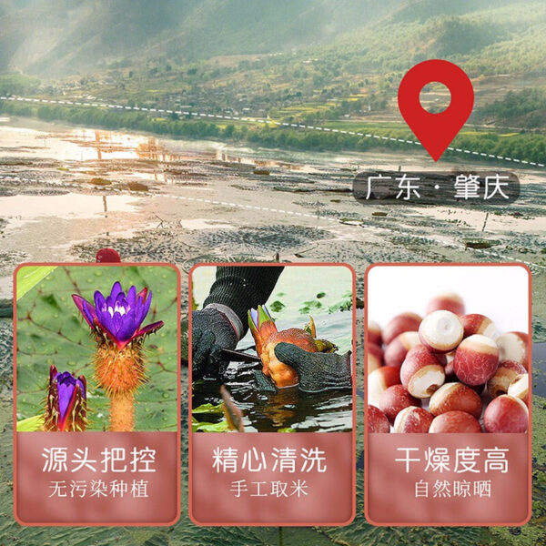 Fudonghai Gorgon 200g Large Granular Chicken Head Rice Chicken Head Fruit Red Skin Gorgon Kernels Grains Porridge Soup - Image 3