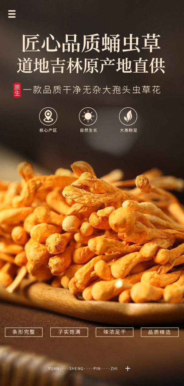 Fudonghai Cordyceps flower 100g North Cordyceps fresh spore head Gold Cordyceps militaris Farmhouse dry goods New goods wholesale - Image 6