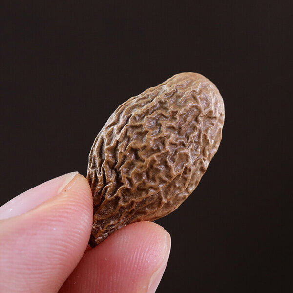 Fudonghai Fatty Sea 50g large plump long fruit soaked in water Chinese herbal medicine wholesale health tea bulk flower and herbal tea - Image 3