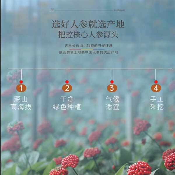 Fudonghai ginseng 50g/box, raw sun-dried white ginseng under the forest, fresh people's three, Guangdong soup wholesale agent - Image 4